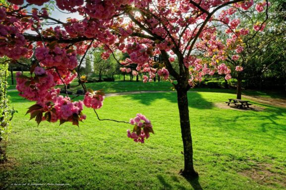 normal_Pique-nique-sous-les-cerisiers-en-fleurs.jpg