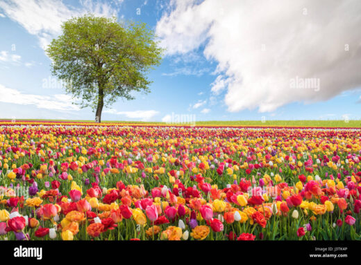 paysage-de-printemps-avec-des-fleurs-colorees-j3tk4p.jpg